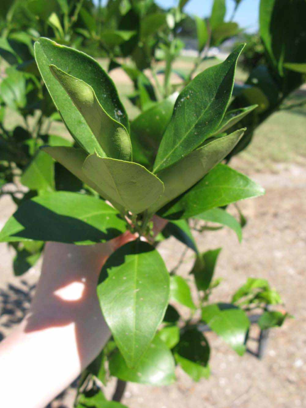              Sun leaves (Winter Haven, FL)       